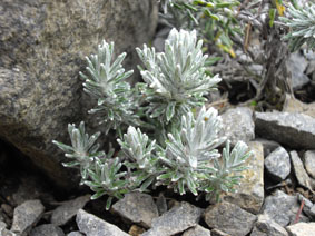 Celmisia ramulosa var tuberculata